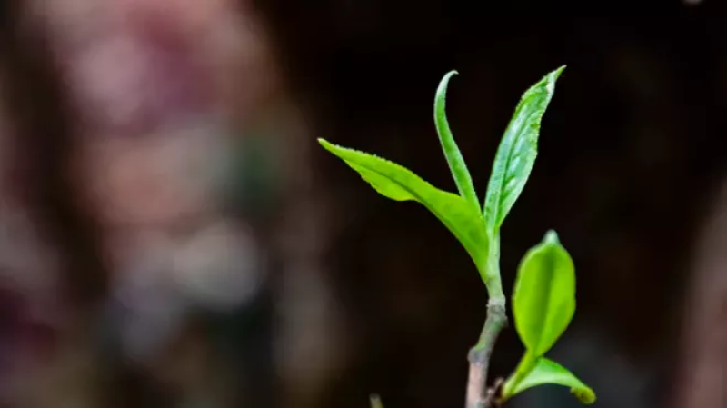 勐库那蕉藤条生态普洱茶