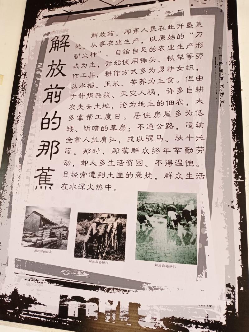 勐库那蕉藤条生态普洱茶