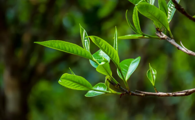 勐库那蕉藤条生态普洱茶
