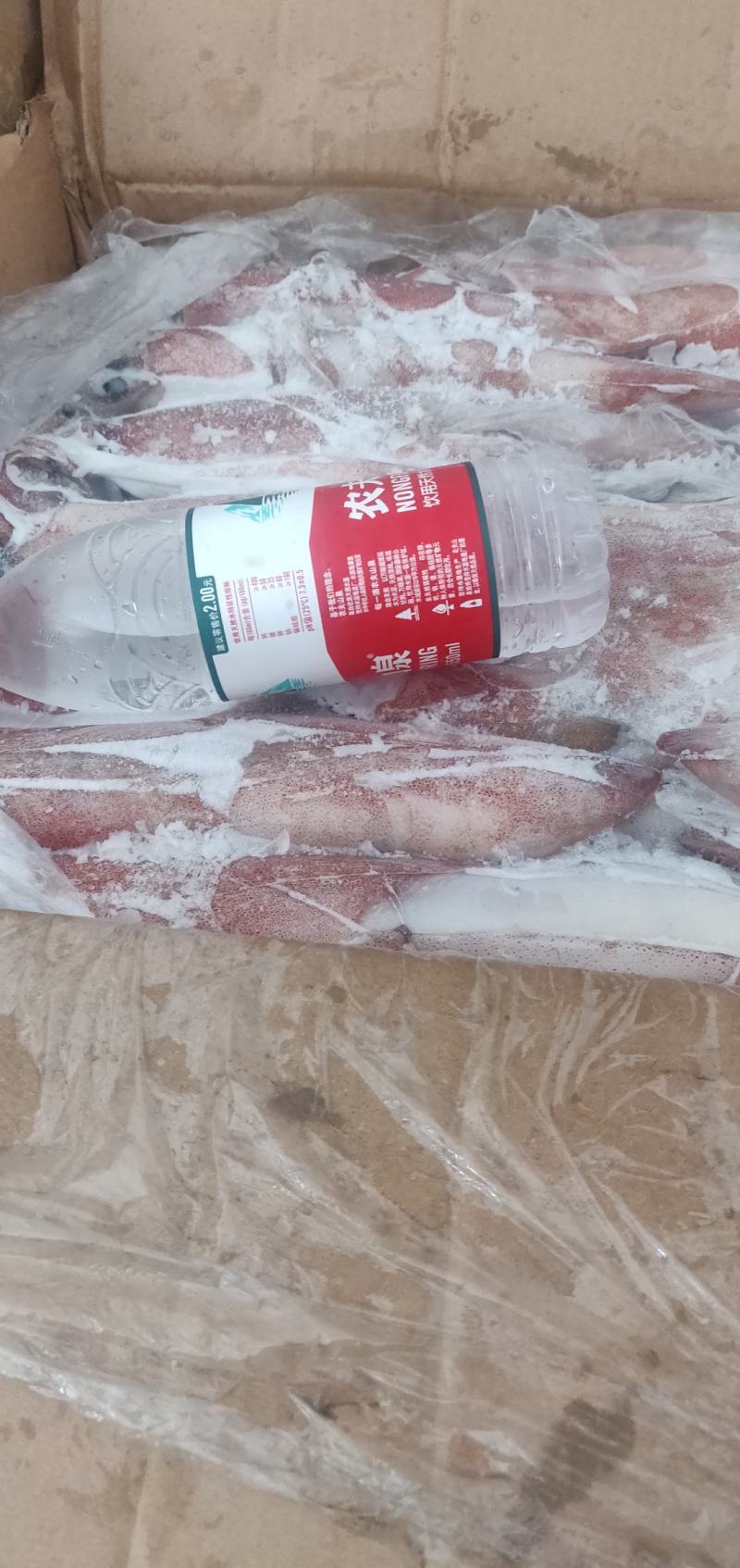 鱿鱼北部湾灯光鱿活冻的