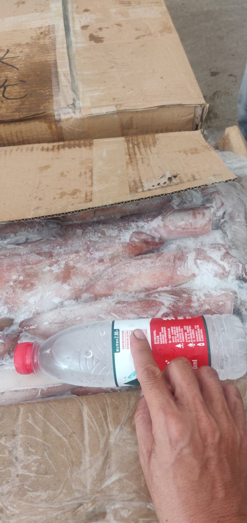 鱿鱼北部湾灯光鱿活冻的