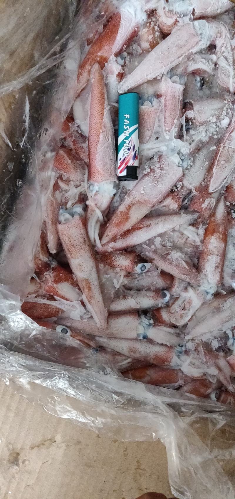 鱿鱼北部湾灯光鱿活冻的