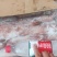 鱿鱼北部湾灯光鱿活冻的