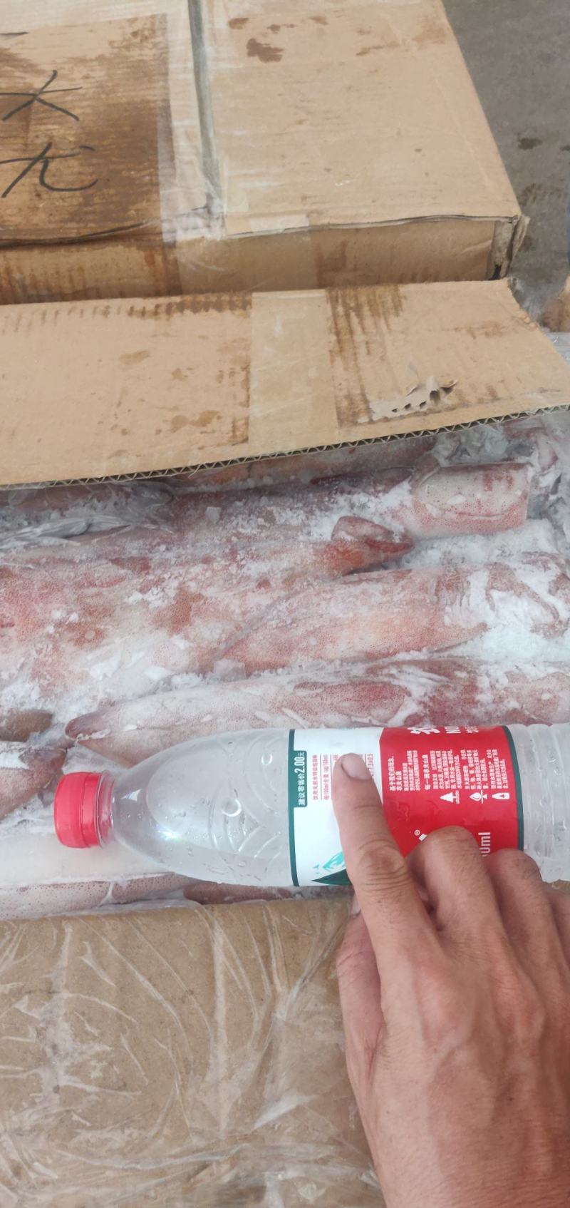 鱿鱼北部湾灯光鱿活冻的
