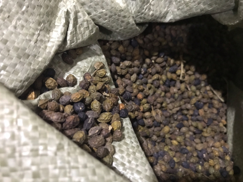 鸦胆子鸦蛋子鸭蛋子保庆药业批发鸦胆子实物拍摄！