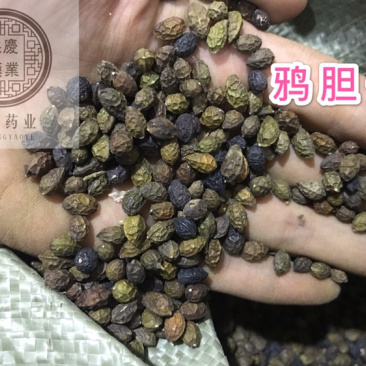 鸦胆子鸦蛋子鸭蛋子保庆药业批发鸦胆子实物拍摄！