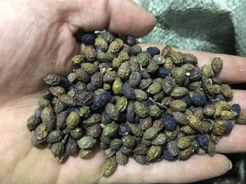 鸦胆子鸦蛋子鸭蛋子保庆药业批发鸦胆子实物拍摄！