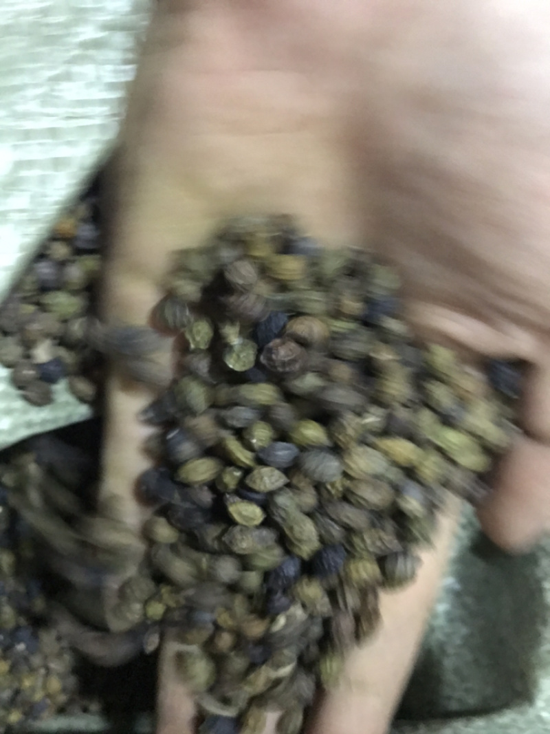 鸦胆子鸦蛋子鸭蛋子保庆药业批发鸦胆子实物拍摄！