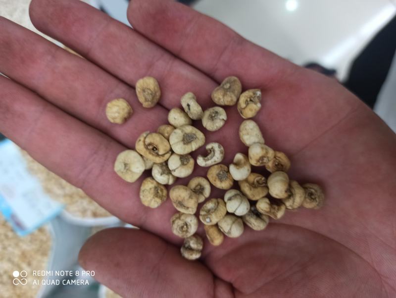 贝母平贝母正品可打粉中药专营品质保证一手货源