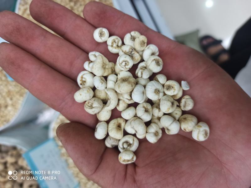 贝母平贝母正品可打粉中药专营品质保证一手货源