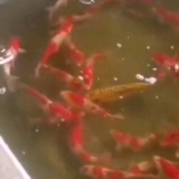 锦鲤，个体大，花色好，皮毛漂亮