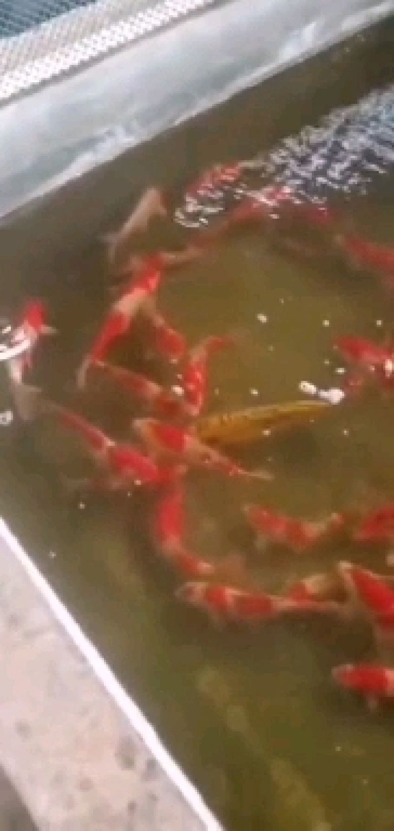 锦鲤，个体大，花色好，皮毛漂亮