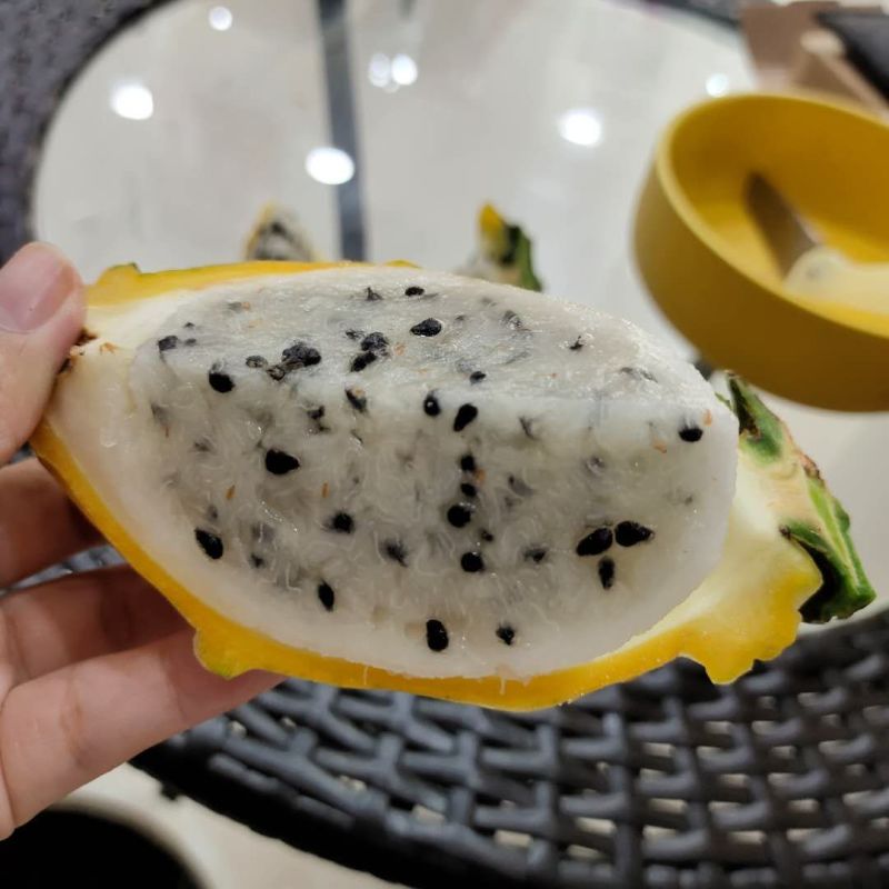 燕窝果苗燕窝火龙果苗新品种黄皮白肉火龙果苗瓜多厄尔麒麟果