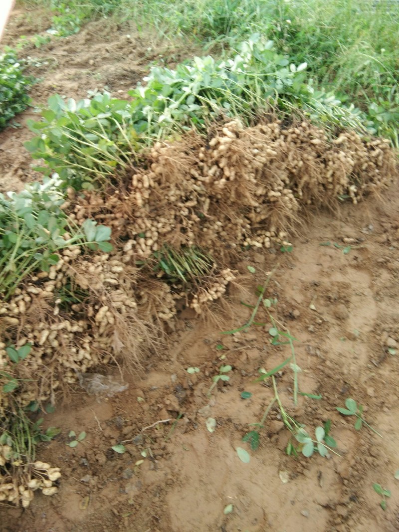 大量供应沙土地鲜花生都是过筛手捡货