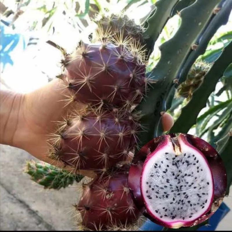 红皮燕窝火龙果苗燕窝火龙果苗红皮火龙果苗