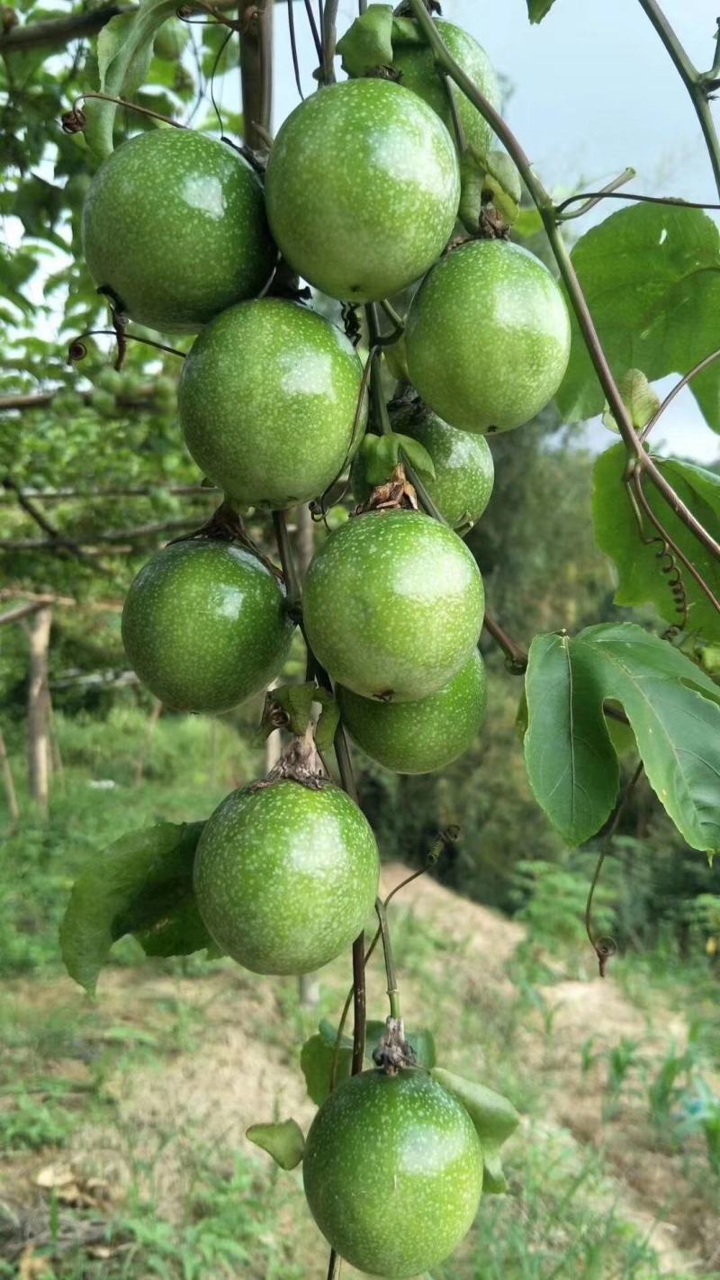 特价包邮热卖黄金百香果苗纯甜芭乐味黄金百香果苗