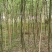 槐树【国槐2—8厘米，10万棵苗场直供，可视频看货