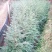 红豆杉1--20公分，有需要的联系我，具体详谈。