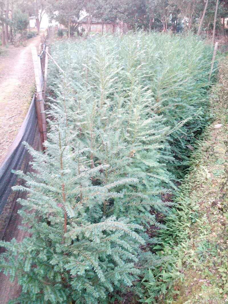 红豆杉1--20公分，有需要的联系我，具体详谈。