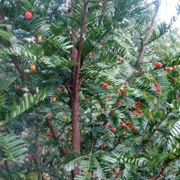 红豆杉1--20公分，有需要的联系我，具体详谈。