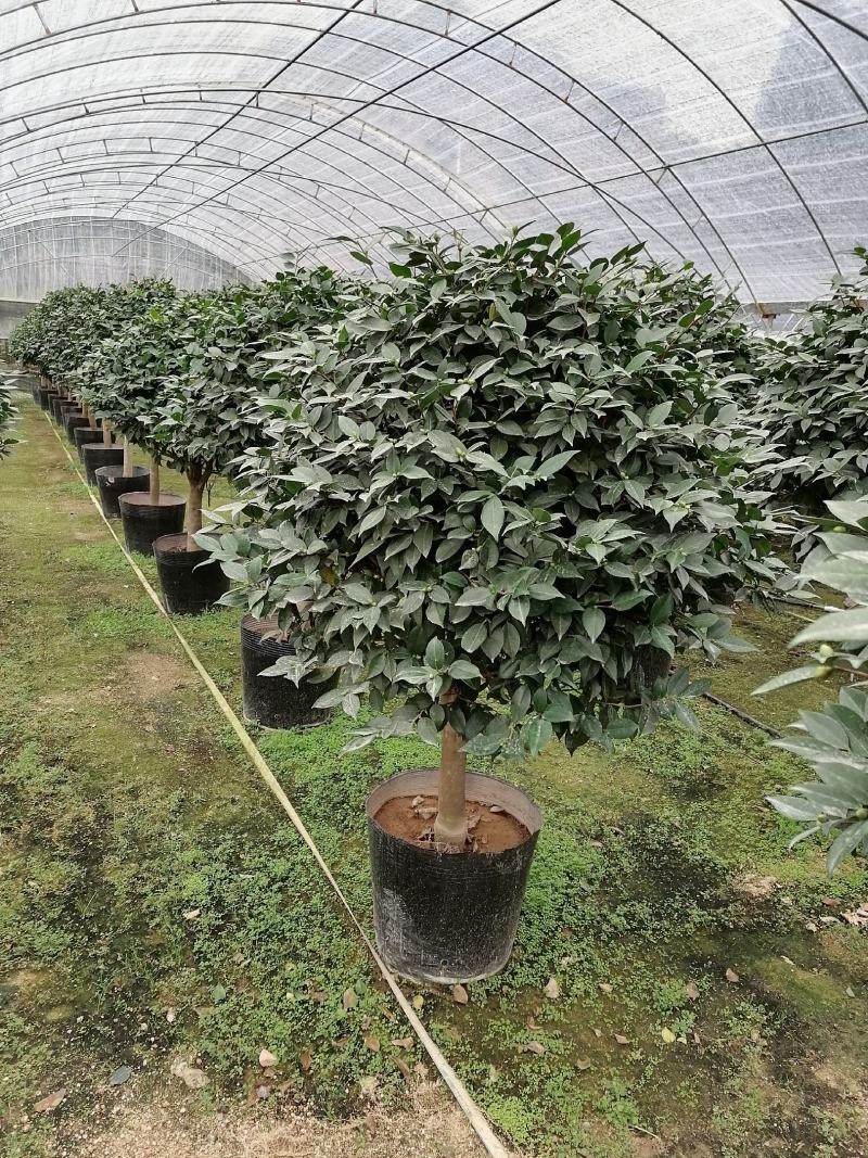 香茶花，香妃茶，支持现场视频看货，福建龙岩永福基地直销