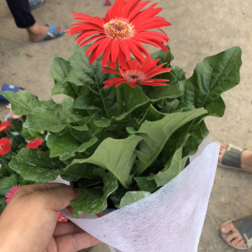 非洲菊，质量好的130杯非洲菊，可租摆绿化，青州花卉基地