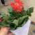 非洲菊，质量好的130杯非洲菊，可租摆绿化，青州花卉基地