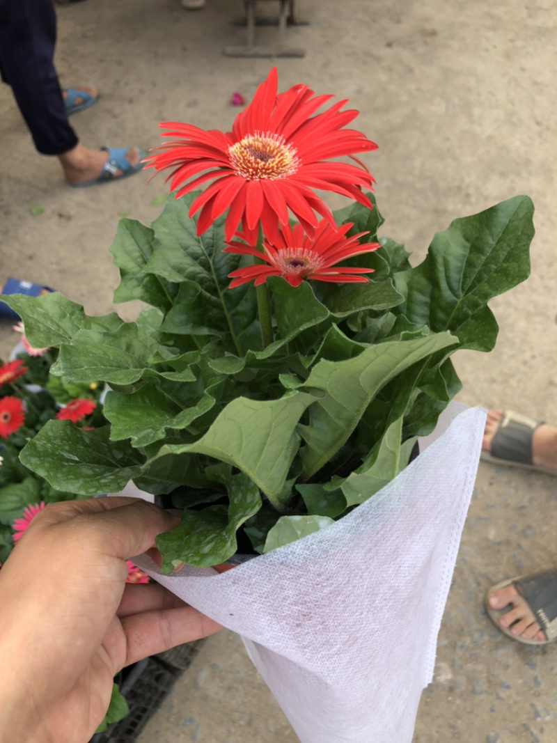 非洲菊，质量好的130杯非洲菊，可租摆绿化，青州花卉基地