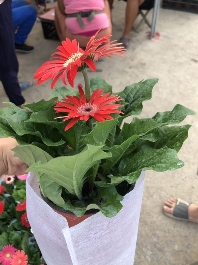非洲菊，质量好的130杯非洲菊，可租摆绿化，青州花卉基地
