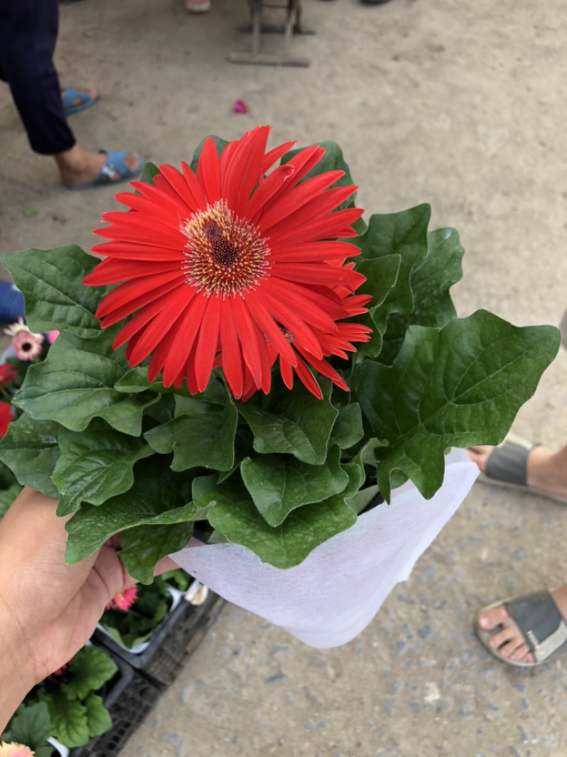 非洲菊，质量好的130杯非洲菊，可租摆绿化，青州花卉基地