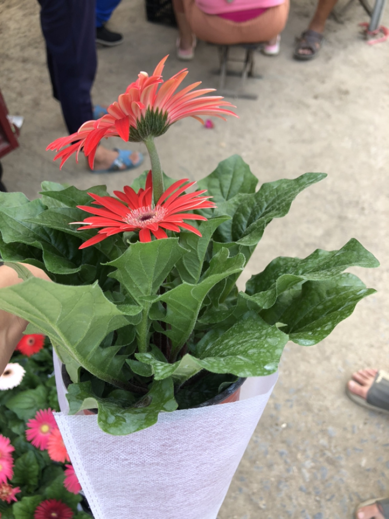 非洲菊，质量好的130杯非洲菊，可租摆绿化，青州花卉基地