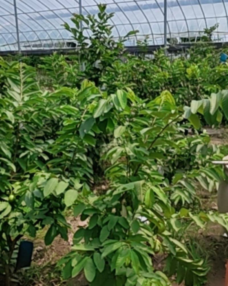 芭乐苗，西瓜珍珠芭乐，品种齐全，带杯全国发货，诚信经营