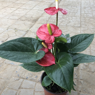 红掌，四季花卉盆栽，150杯，青州花卉基地出货，淘宝电商