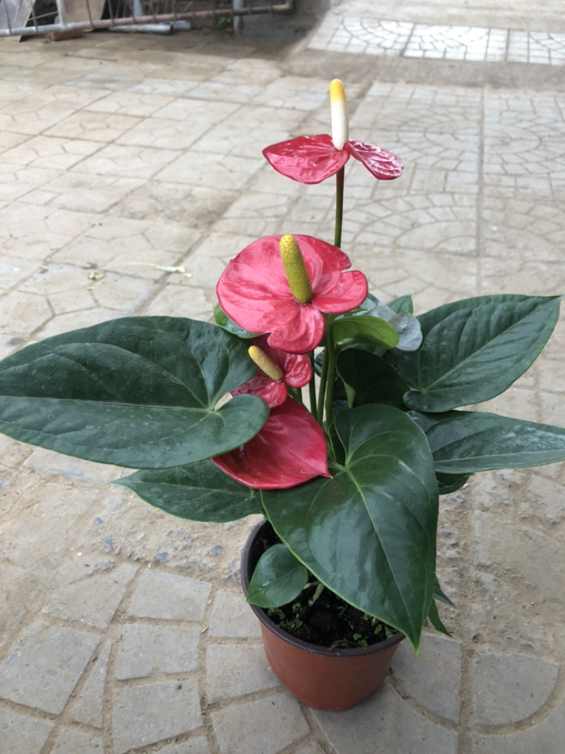 红掌，四季花卉盆栽，150杯，青州花卉基地出货，淘宝电商