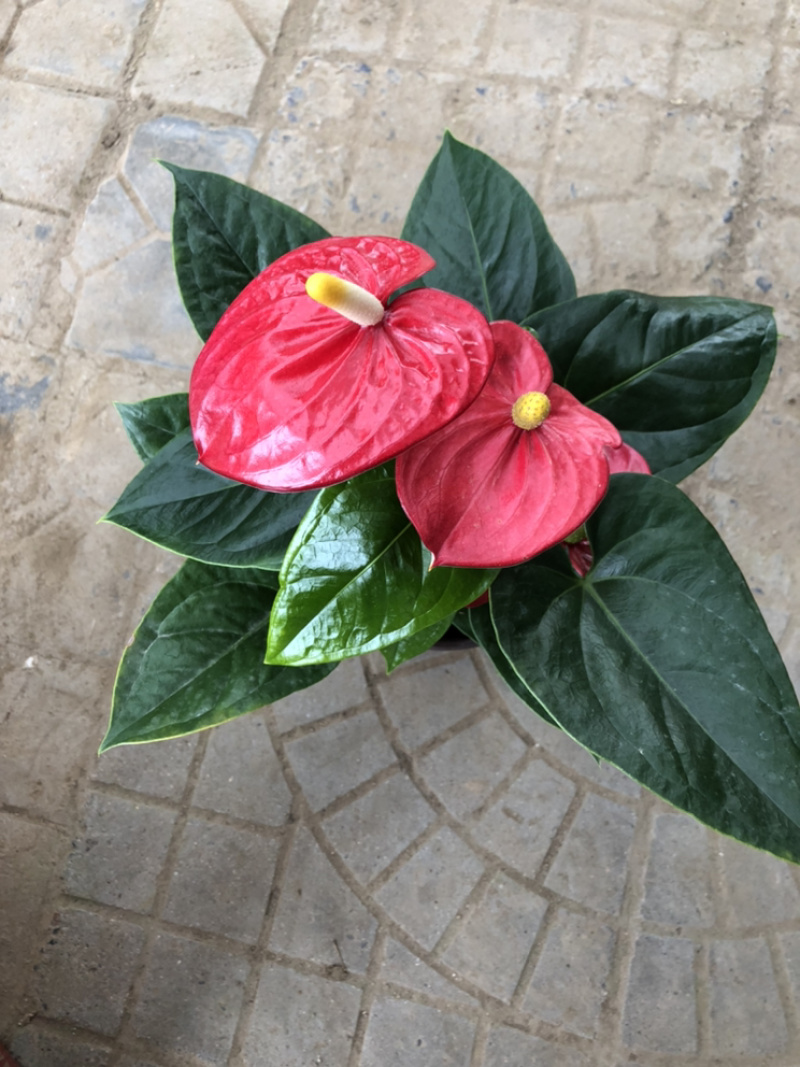 红掌，四季花卉盆栽，150杯，青州花卉基地出货，淘宝电商