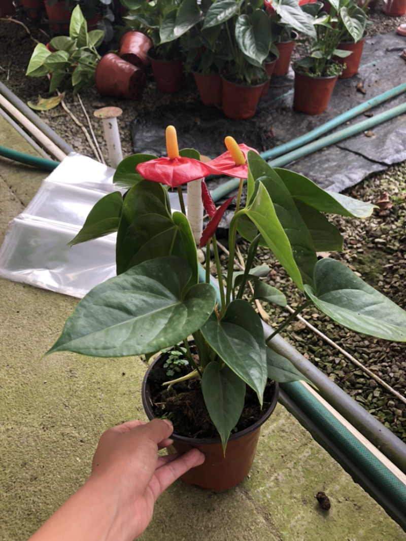 红掌，四季花卉盆栽，150杯，青州花卉基地出货，淘宝电商
