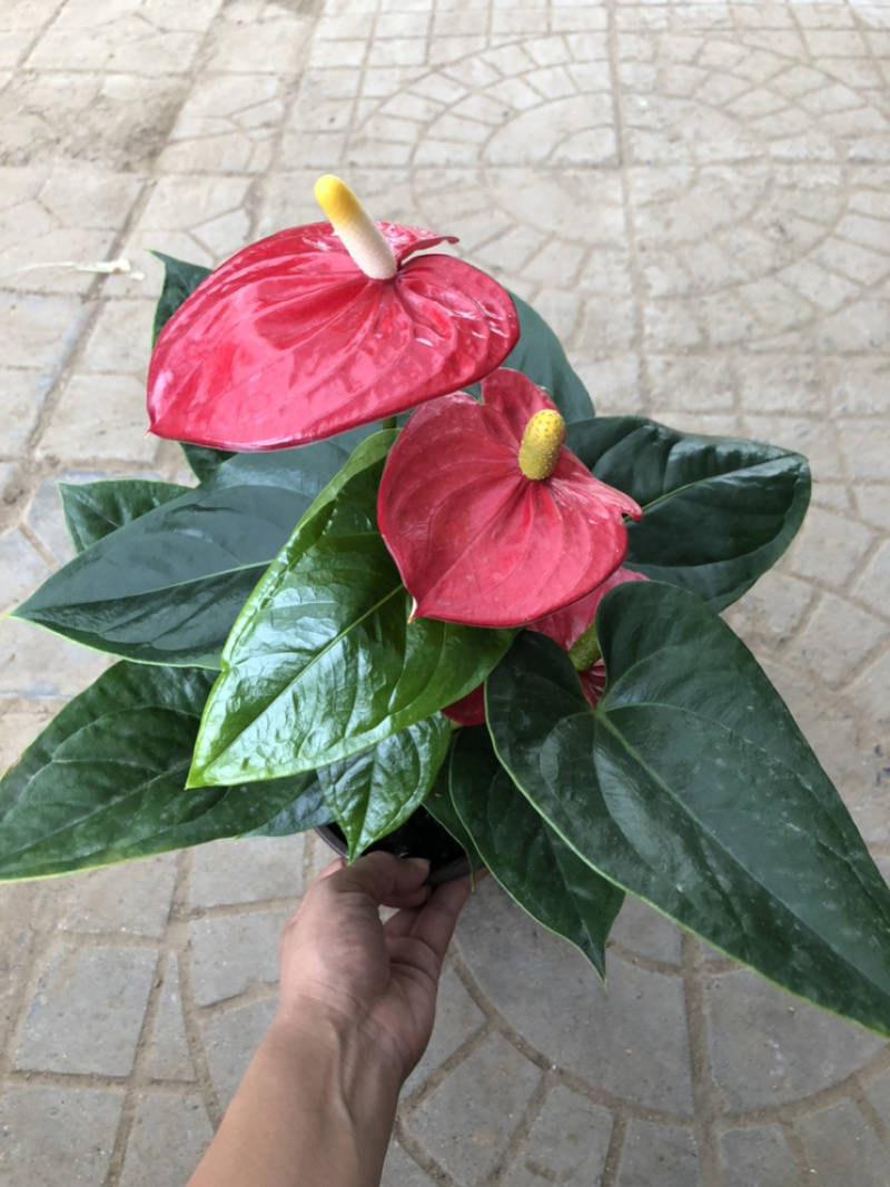 红掌，四季花卉盆栽，150杯，青州花卉基地出货，淘宝电商