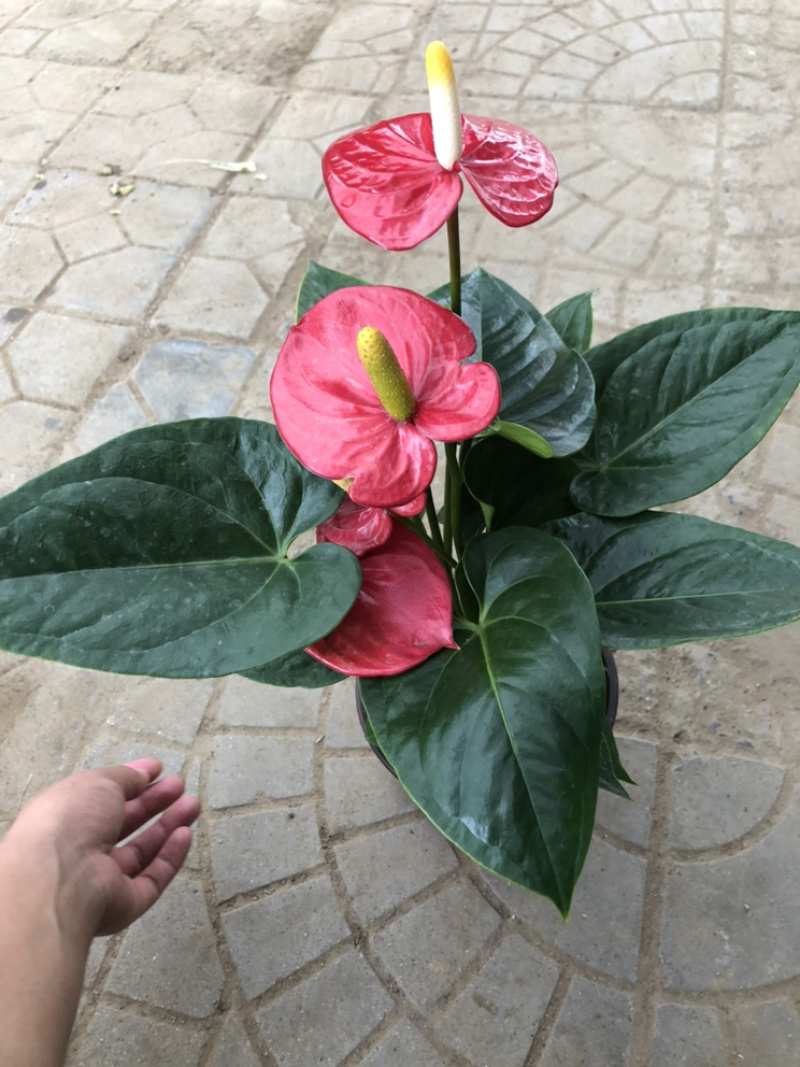 红掌，四季花卉盆栽，150杯，青州花卉基地出货，淘宝电商