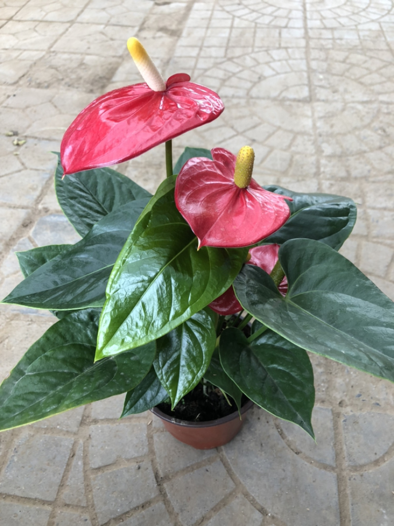 红掌，四季花卉盆栽，150杯，青州花卉基地出货，淘宝电商