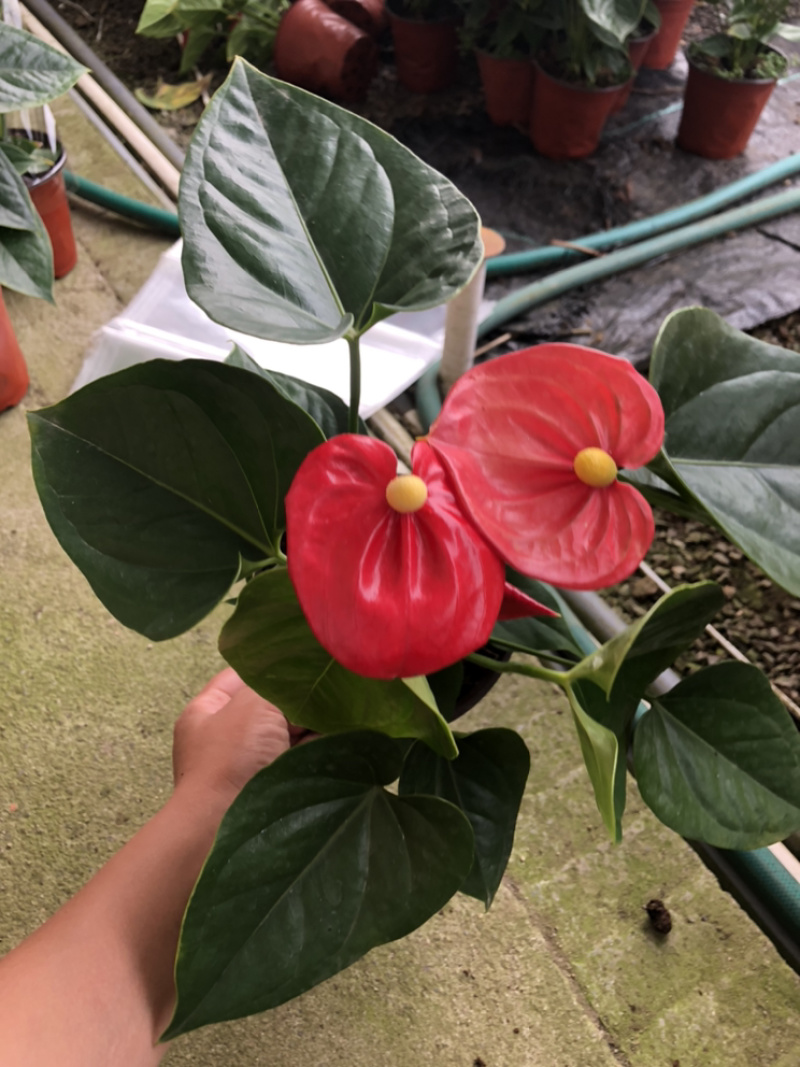 红掌，四季花卉盆栽，150杯，青州花卉基地出货，淘宝电商