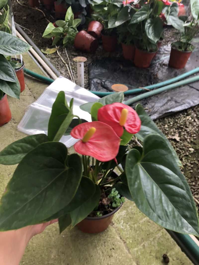 红掌，四季花卉盆栽，150杯，青州花卉基地出货，淘宝电商