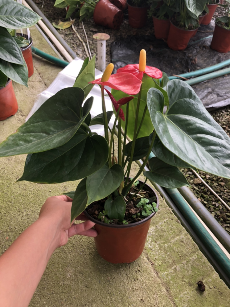 红掌，四季花卉盆栽，150杯，青州花卉基地出货，淘宝电商