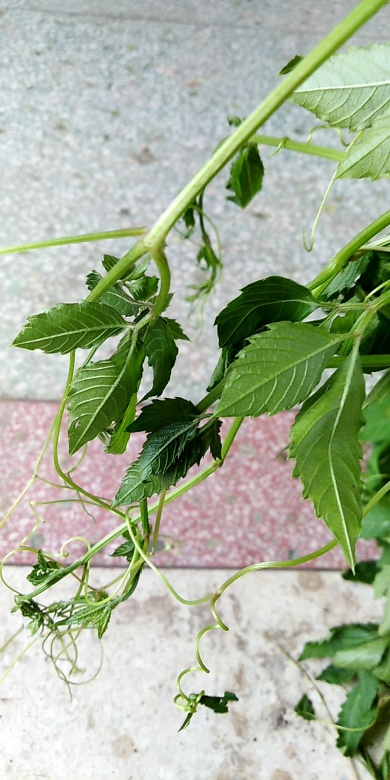 包邮绞股蓝山上野生，有需要的提前联系预约