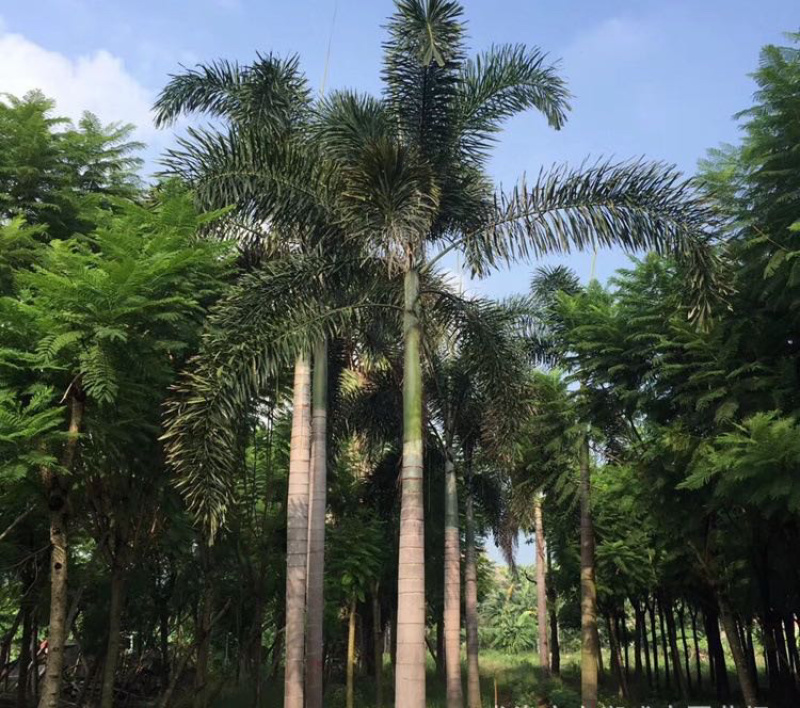 福建精品狐尾椰子报价漳州狐尾椰子种植基地苗农直销批发