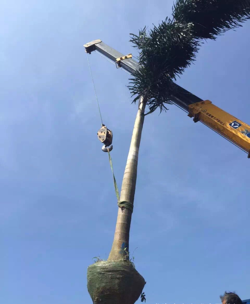 福建精品狐尾椰子报价漳州狐尾椰子种植基地苗农直销批发