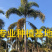 福建精品狐尾椰子报价漳州狐尾椰子种植基地苗农直销批发