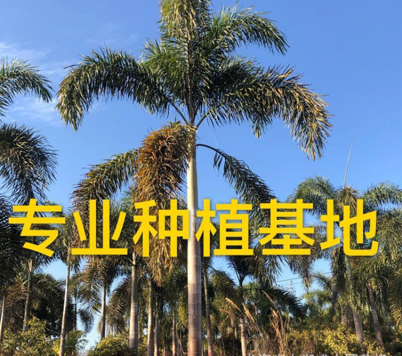 福建精品狐尾椰子报价漳州狐尾椰子种植基地苗农直销批发