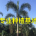福建精品狐尾椰子报价漳州狐尾椰子种植基地苗农直销批发
