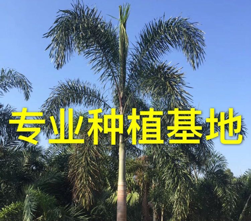 福建精品狐尾椰子报价漳州狐尾椰子种植基地苗农直销批发