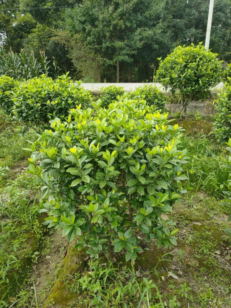 大栀子花，栀子花球，大栀子花毛球种植批发